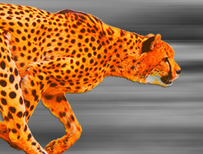 cheetah_exp_plate.jpg