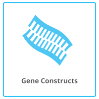 Gene Constructs