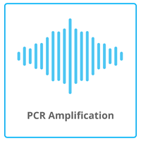 PCR Amplification